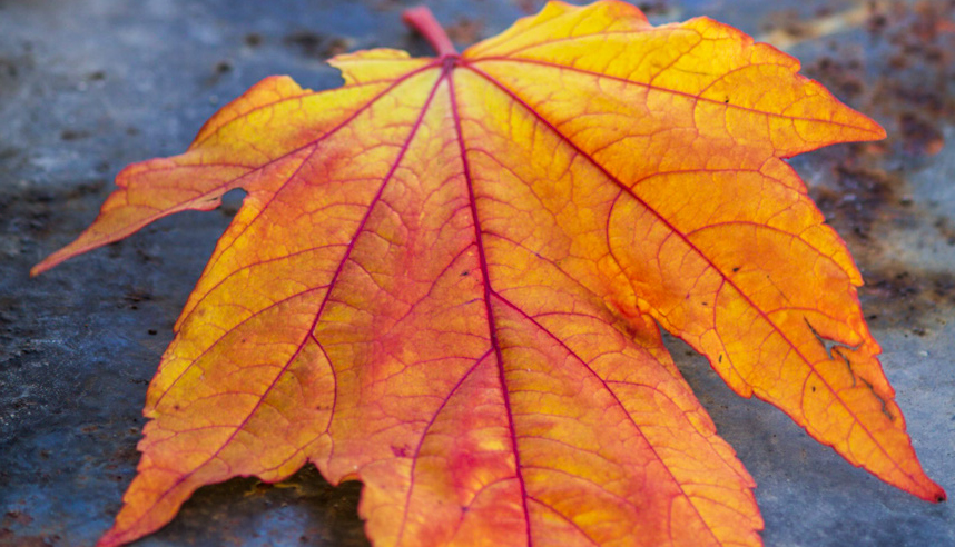 Ett gult höstlöv på regnvåt mark