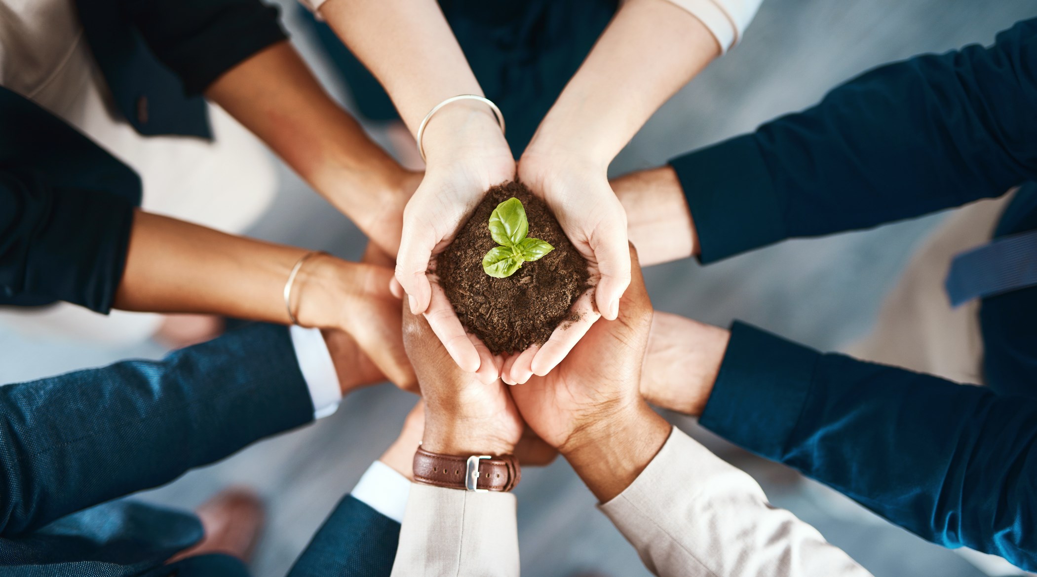 Flera händer håller tillsammans i en planta som gror