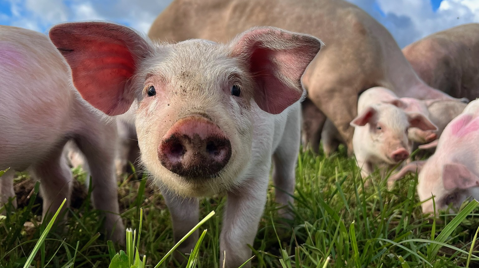 Grisar och griskultingar i grönt gräs