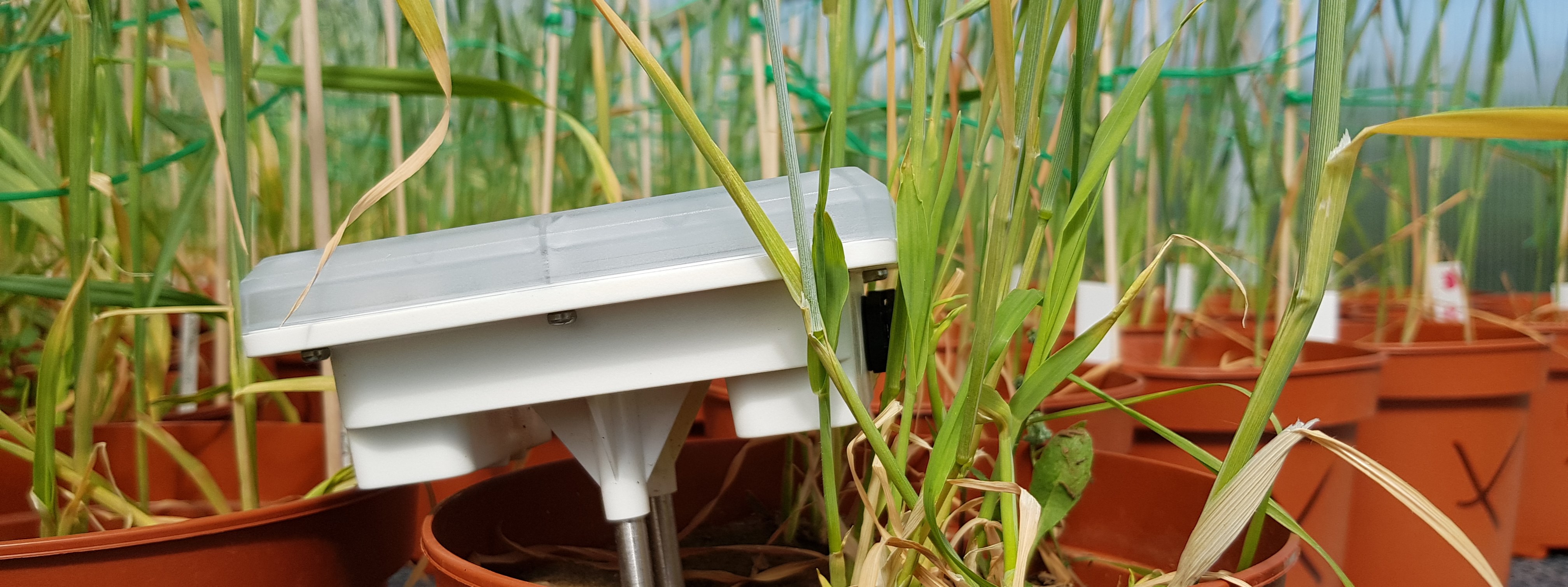 En vit sensor sitter nedstucken i en orange plastkruka med en havreplanta