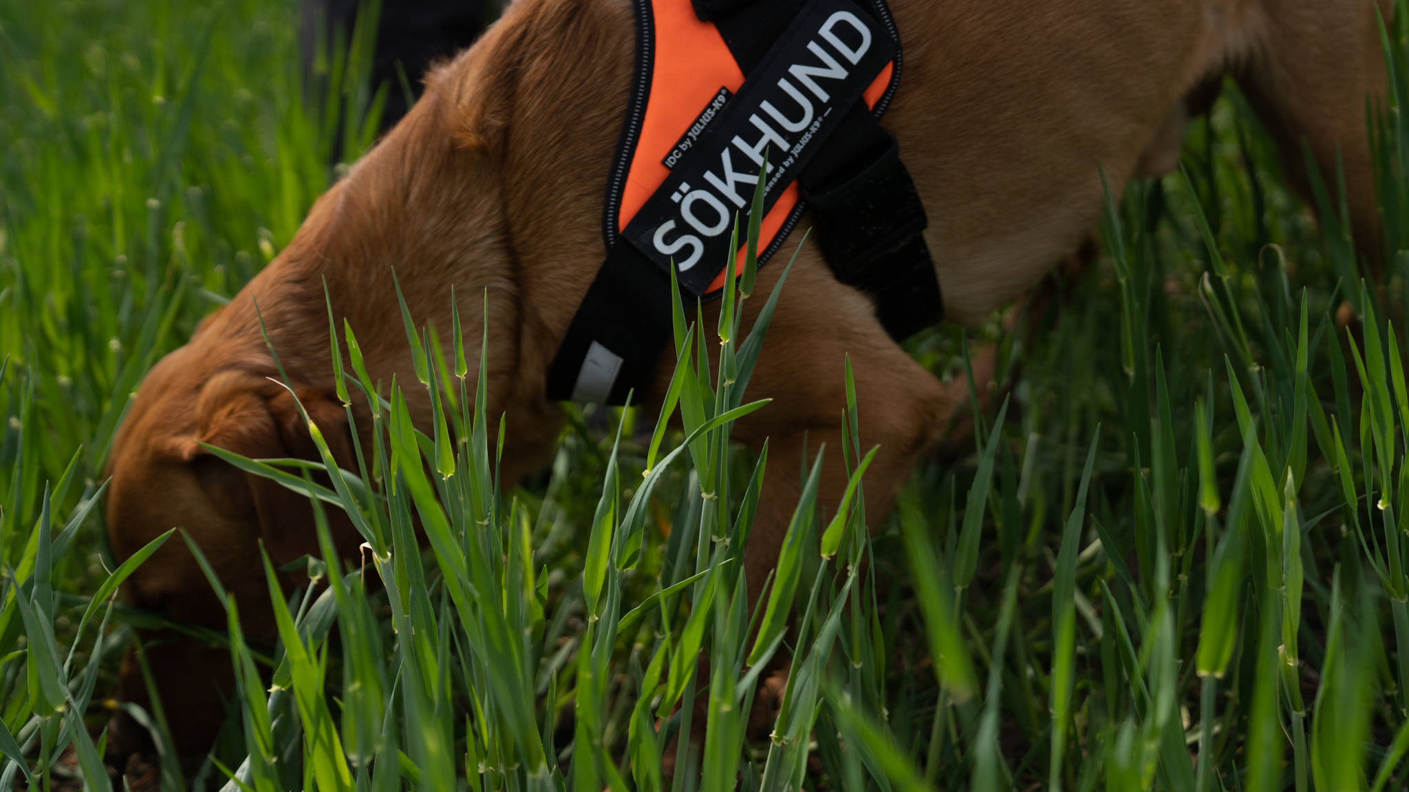 Hund med sele nosar på marken omgiven av högt grönt gräs