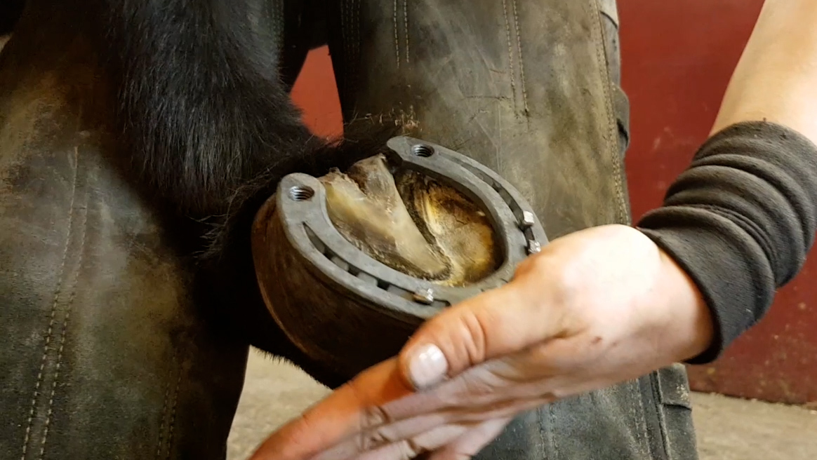 Hand håller upp hov med hästsko