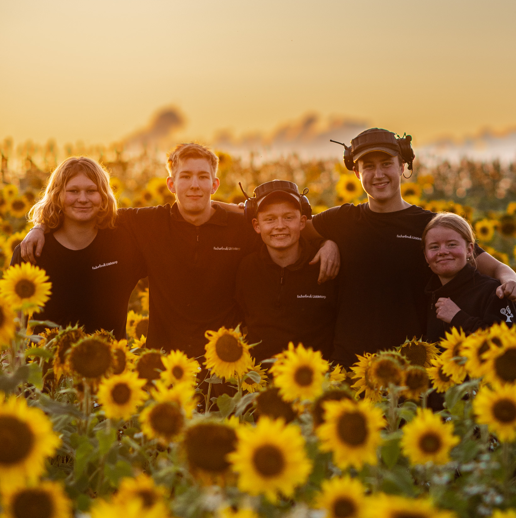 Fem elever står bredvid varandra i solrosfält med solnedgång i bakgrunden