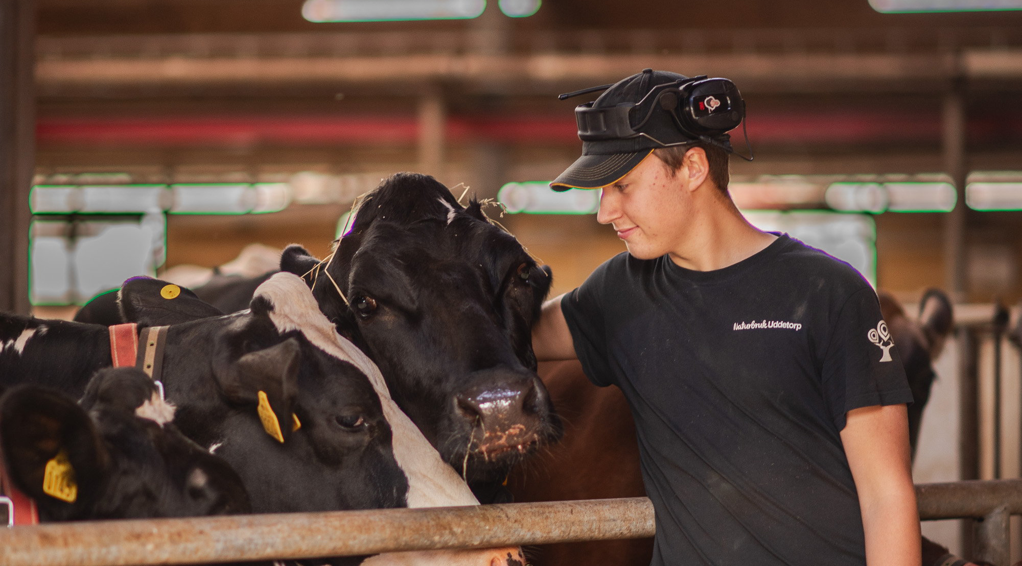 Elev står framför kor och håller armen runt en ko i ladugårdsmiljö